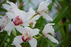 orhidei